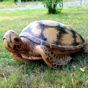 sculpture tortue en bois