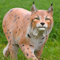 lynx
